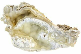 13.7" Agatized Fossil Coral Geode - Florida - Fossil #188205