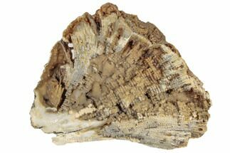 Agatized Fossil Coral Geode - Florida #188140