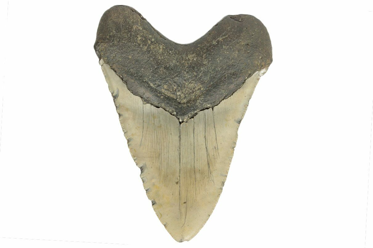 Giant 616 Fossil Megalodon Tooth 50 Foot Shark 188209 For Sale