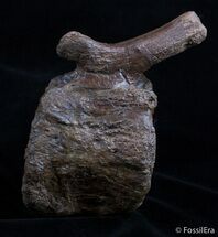 Nicely Preserved Triceratops Vertebra #2023