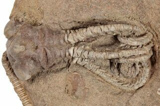 2.6" Fossil Crinoid (Jimbacrinus) - Gascoyne Junction, Australia - Fossil #188629