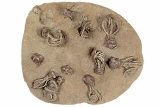 Plate of Eleven Alien-Looking Jimbacrinus Crinoids - Australia #188634