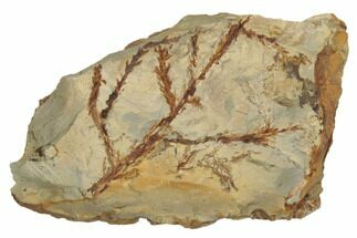 Fossil Cyprus (Taxodium) Fronds - Montana #188660