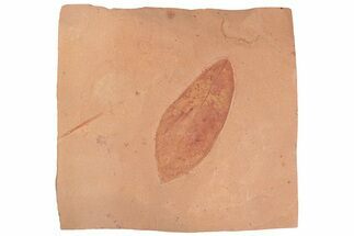 Red Fossil Leaf (Fraxinus) - Montana #188949