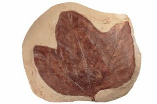 Large, 7.7" Red Fossil Leaf (Platanus) - Montana - Fossil #188945