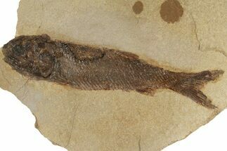 Jurassic Fossil Fish (Hulettia) - Wyoming #188914