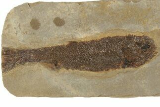 Jurassic Fossil Fish (Hulettia) - Wyoming #189077