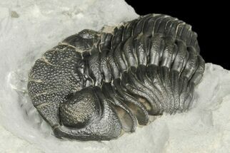 Eldredgeops Trilobite Fossil - Hamburg, New York #188826