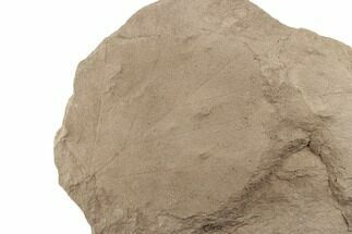 3.7" Miocene Fossil Leaf (Alnus) - Idaho - Fossil #189100