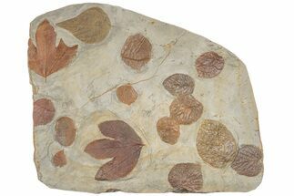 Massive, Plate of Paleocene Leaf Fossils - Glendive, Montana #189118