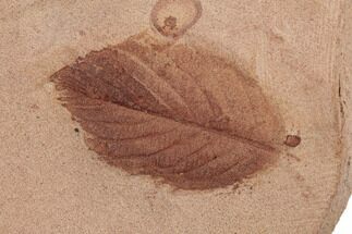 Red Fossil Leaf (Planera) - Montana #188993