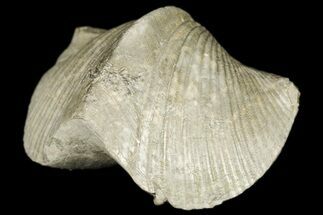 Pyrite Replaced Brachiopod (Paraspirifer) Fossil - Ohio #189177