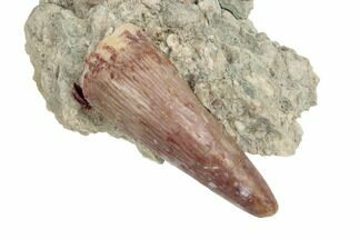 Phytosaur (Redondasaurus) Tooth In Sandstone - New Mexico #189115