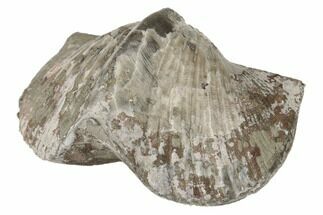 Pyrite Replaced Brachiopod (Paraspirifer) Fossil - Ohio #189148