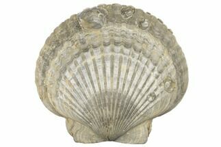 Pliocene Fossil Scallop (Pecten) - Florida #189098