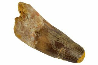 Spinosaurus Tooth - Robust Tooth #189243