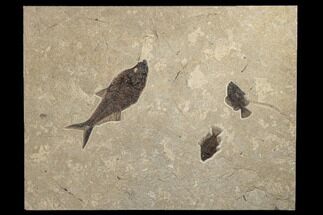 40" Green River Fossil Fish "Mural" With Huge Diplomystus - Fossil #189304