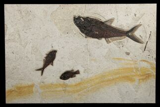 Wide Green River Fossil Fish Mural With Huge Diplomystus #189305