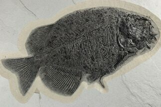Fish Fossil (Phareodus) With Visible Teeth - Wyoming #189293