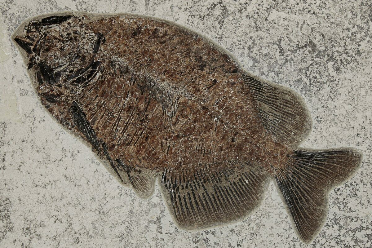 Exceptional, Fish Fossil (Phareodus) - Wyoming #189302