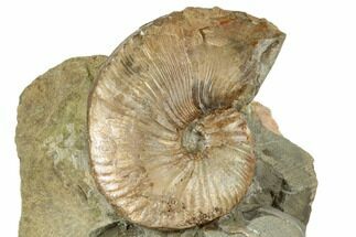 Cretaceous Fossil Ammonite (Hoploscaphites) - South Dakota #189349