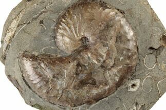 Iridescent Fossil Ammonite (Discoscaphites) - South Dakota #189314