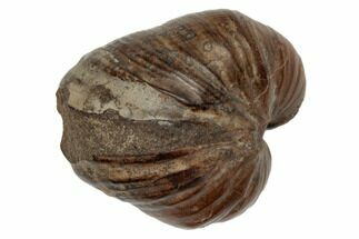 Fossil Oyster (Inoceramus) - Minnesota #189133