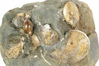 Fossil Ammonite (Sphenodiscus) & Gastropod Association - South Dakota #189357