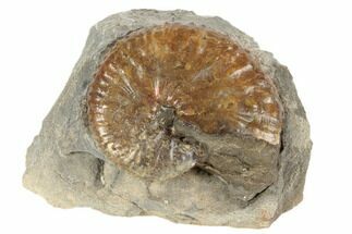 1.4" Cretaceous Fossil Ammonite (Jeletzkytes) - South Dakota - Fossil #189335