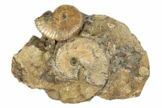 Two Fossil Ammonites (Jeletzkytes) - South Dakota - Fossil #189342