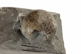 Rare Mississippian Fossil Goniatite (Goniatites) - Oklahoma #189517