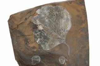 Paleocene Fossil Leaf (Cocculus) - North Dakota #189439