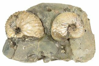 Fossil Ammonites (Discoscaphites & Jeletzkytes) - South Dakota #189319