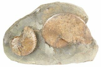 Fossil Ammonites (Sphenodiscus & Jeletzkytes) - South Dakota #189325