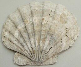 Pliocene Fossil Scallop (Nodipecten) - North Carolina #189622