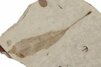 Eocene Fossil Oak Leaf (Quercus) - Nevada #189606