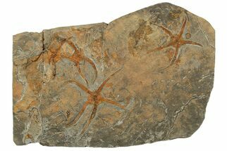 Four Ordovician, Fossil Brittle Stars (Ophiura) - Morocco #189685