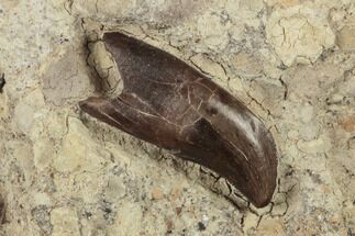 Rooted, Baby Tyrannosaur Tooth - Judith River Formation #189880