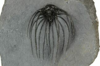 2.15" Rare, Spiny Heliopeltis Trilobite - Issoumour, Morocco - Fossil #189763