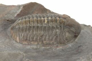 Austerops Trilobite - Jorf, Morocco #189750
