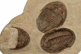 Two 5"+ Asaphid Trilobites (One Dorsal, One Ventral) - Taouz, Morocco - Fossil #189679
