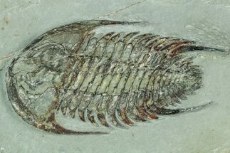 2.75" Lower Cambrian Trilobite (Neltneria) - Issafen, Morocco - Fossil #189920