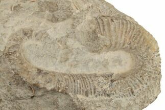 Heteromorph (Acrioceras) Ammonite - Russia #189660