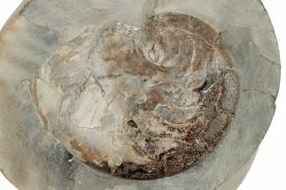 2.2" Fossil Nautilus (Aturia) - Gray's Harbor, Washington - Fossil #189662