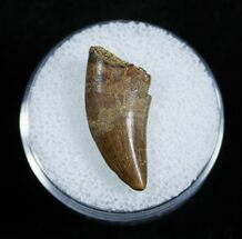 Nice Dromaeosaur/Raptor Tooth From Montana #2031