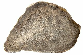 Polished Dinosaur Bone (Gembone) Slab - Morocco #189780