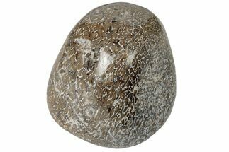 Polished Dinosaur Bone (Gembone) - Morocco #190031