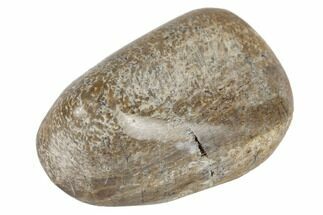 Polished Dinosaur Bone (Gembone) - Morocco #190036