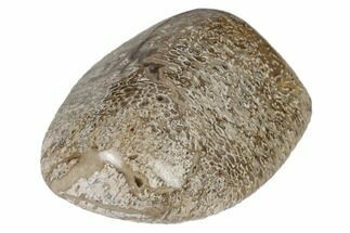 Polished Dinosaur Bone (Gembone) - Morocco #190048
