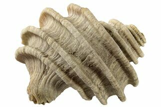 Pliocene Aged Fossil Gastropod (Ecphora) - Virginia #189561
